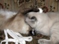 /album/fenykepgaleria/ragdoll-love-1-jpg/